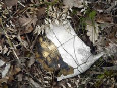 Черепаха-средиземноморская_гибель